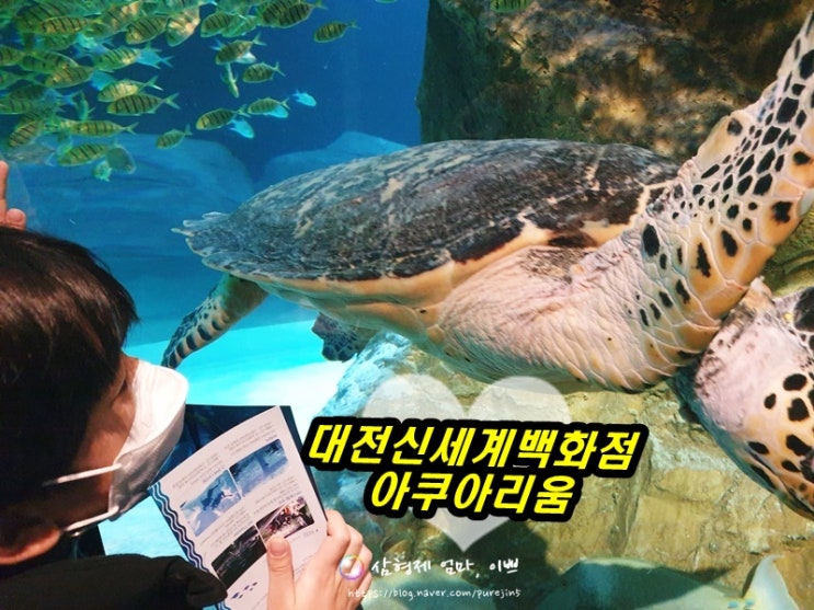  대전 아이와 가볼만한 곳 : 대전신세계백화점아쿠아리움 솔직후기