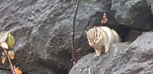  오동통하게 몸 관리한 다람쥐 보세요~^^