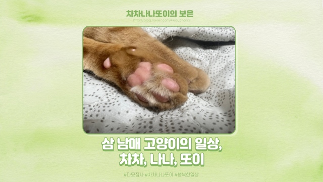  차차, 나나, 또이. 고양이는 이러고 삽니다. 짤 모음!