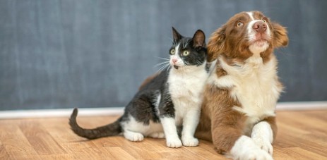 고양이와 강아지 중 지능이 더 높은 동물은 무엇일까??