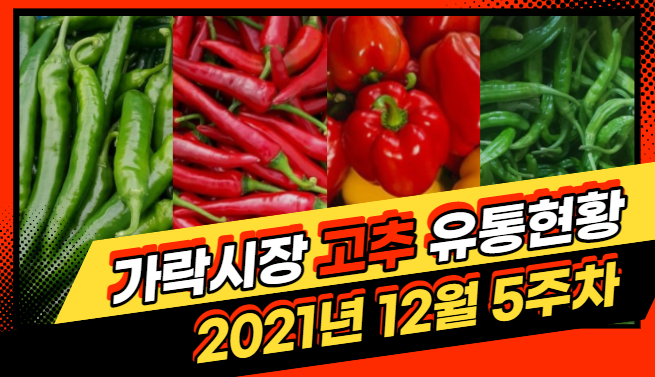  [경매사가 알립니다] 가락시장 12월 5주차 고추유통현황
