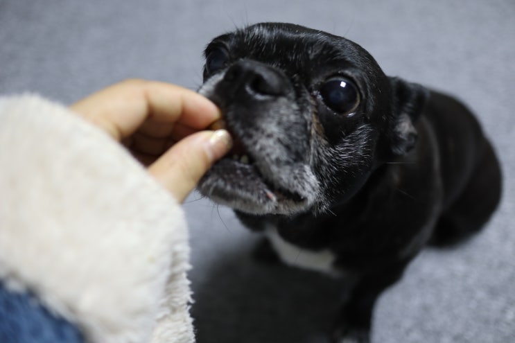  강아지눈물영양제 유기동물 후원하는 착한 소비