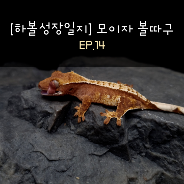  [하볼성장일지] 모이자 볼따구 EP.14