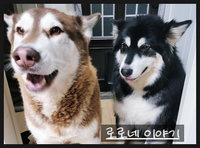  가스안전관리자 공부1일차 퀴즈 연습 2단계