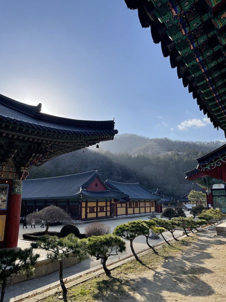평창 가볼만한 곳 월정사와 월정사 전나무숲 평창 가볼만한 곳 월정사와 월정사 전나무숲