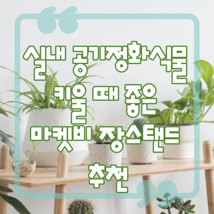  내돈내산, 실내공기정화식물 키울 때 좋은 마켓비 장스탠드 추천