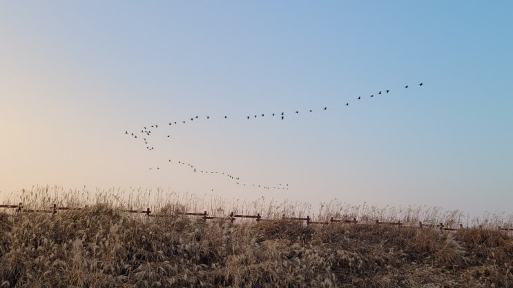 올겨울 주남저수지를 찾아온 철새들을 만나다