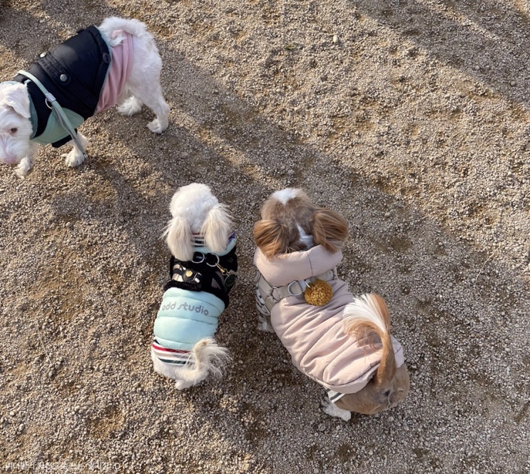  경기도 고양시 덕수공원 반려견 놀이터