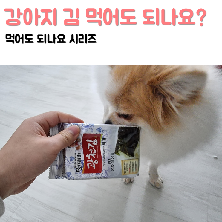 강아지 김 김밥 급여해도 될까요 궁금해요