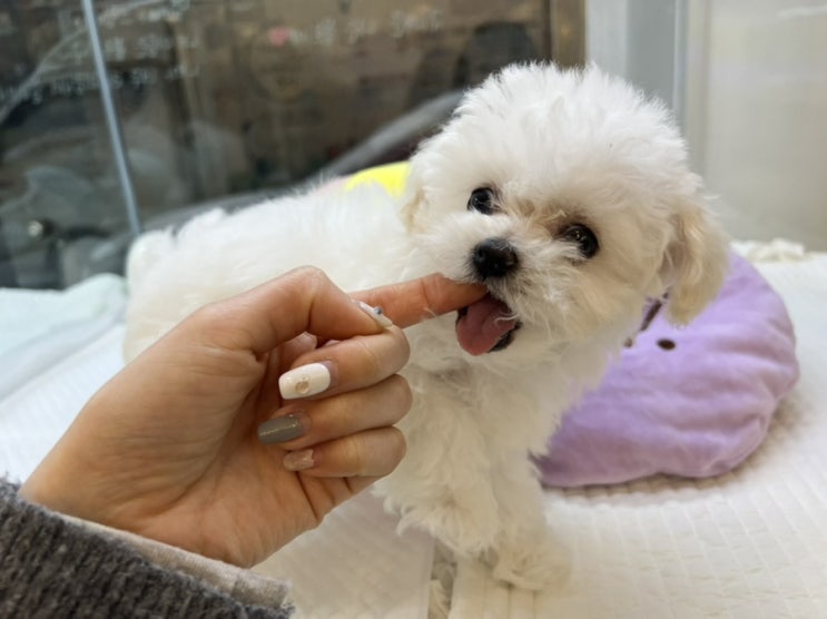  송파강아지분양 푸들분양 전문점 상담받고 온 후기