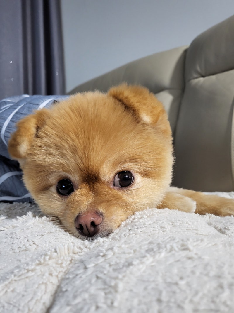 애견 견종 정보와 강아지 개의 그룹 : 네이버 블로그, image size:800x1067