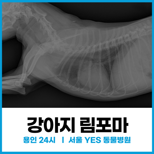  [종양내과] 24시 용인 분당 동물병원, 강아지 항암치료 (T-Cell 유래 림포마)