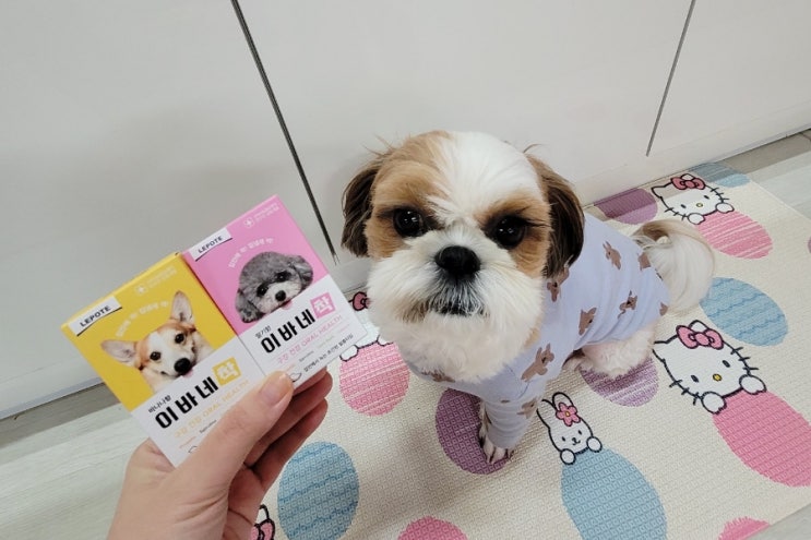  강아지 입냄새 제거 하나만 꼽으라면 경보제약 이바네착