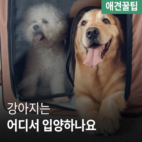  [애견꿀팁] 강아지는 어디서 입양하나요?