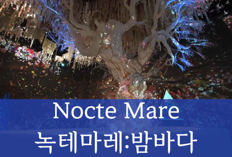  여수 녹테마레 Nocte Mare x 베이직테크