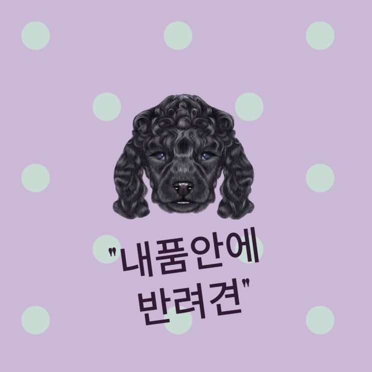  [천호동]댕댕이 건강한강아지분양 내품안의반려견 강동점