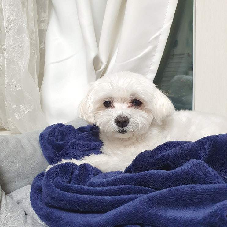  강아지가 싫어하는 냄새 보호자는 알고 있어야죠!