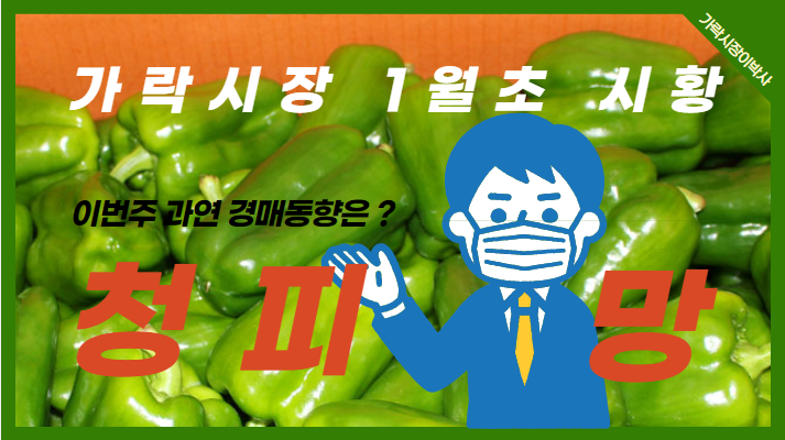  [경매사 주간보고] 2022년 연초 청피망 시세는 어때요?