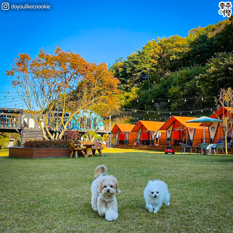 충주 애견 동반 글램핑장 펫트리파크에 나타난 수입차의 진실?
