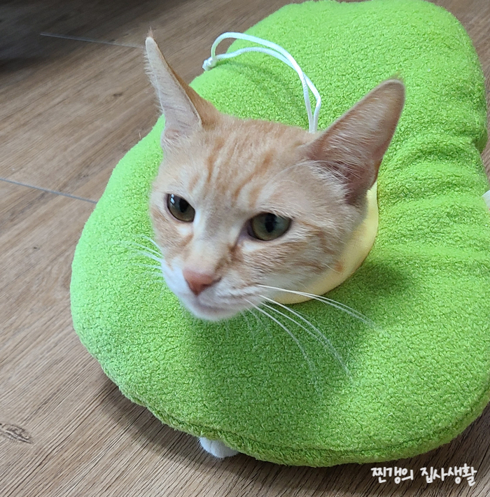  암컷고양이 중성화 준비 (쿠션 넥카라)