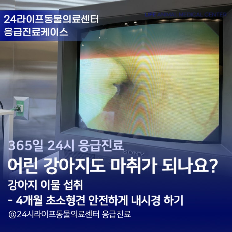 대구 강아지 내시경 시술 : 4개월 어린 강아지도 마취가 되나요? / 강아지 수술 전문 24시라이프동물의료센터 대구 강아지 내시경 시술 : 4개월 어린 강아지도 마취가 되나요? / 강아지 수술 전문 24시라이프동물의료센터