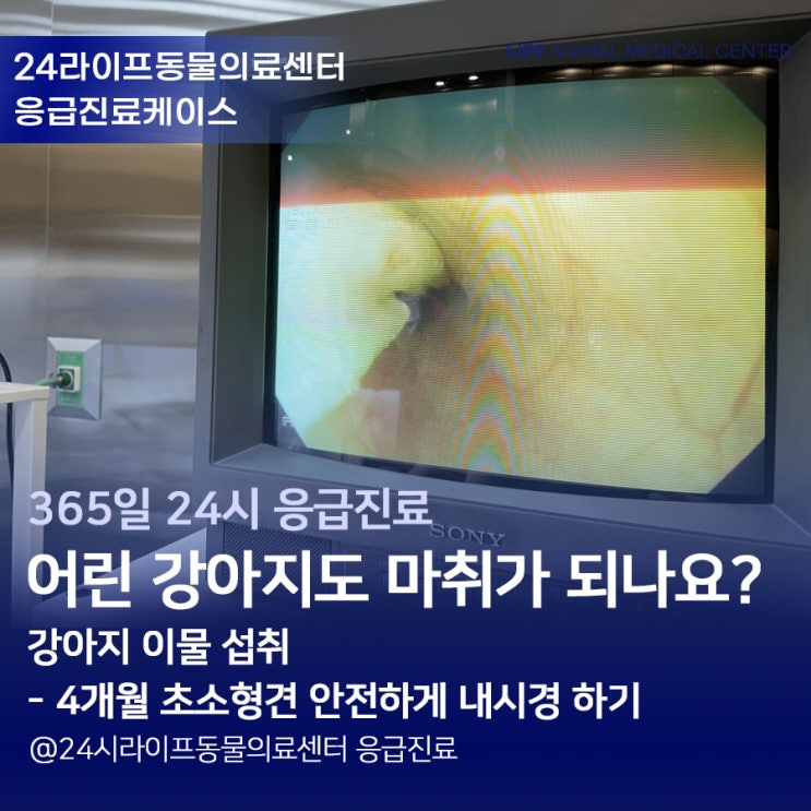 대구 강아지 내시경 시술 : 4개월 어린 강아지도 마취가 되나요? / 강아지 수술 전문 24시라이프동물의료센터