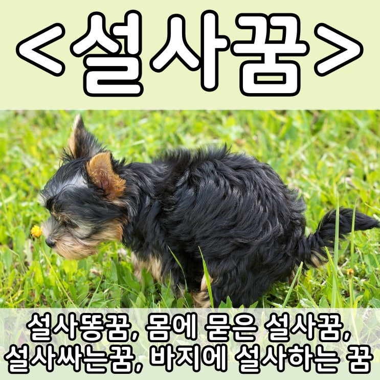  [쉬운 꿈해몽] 설사꿈 :: 설사똥꿈, 설사싸는꿈, 몸에 묻은 설사꿈, 바지에 설사하는 꿈