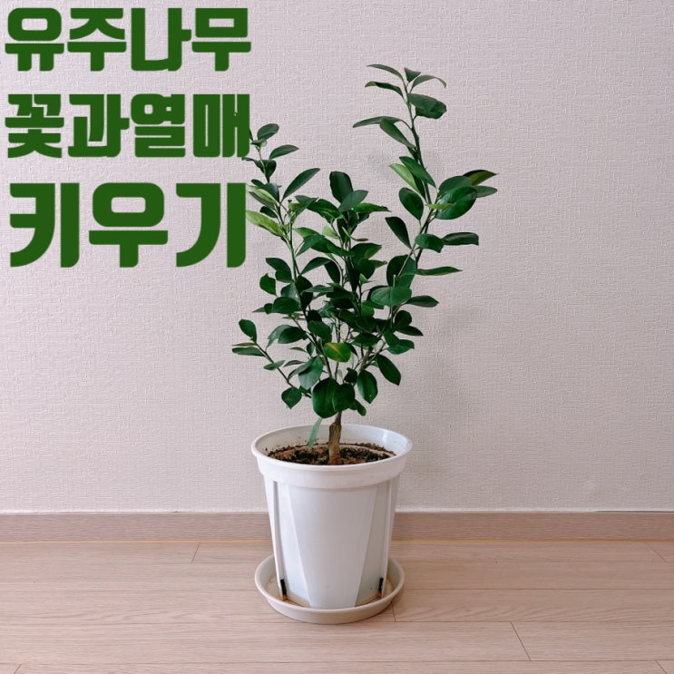  유주나무 열매와 꽃 키우기