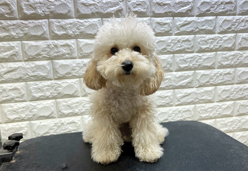 푸들스포팅 테디베어컷 가위컷 전문 대전견미용 당스타일