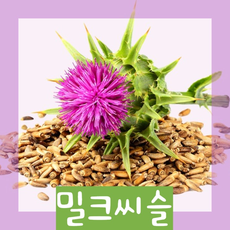 간은 알고 나면 이미 늦습니다. 간건강에 좋은 #밀크씨슬 #간건강체크리스트 간은 알고 나면 이미 늦습니다. 간건강에 좋은 #밀크씨슬 #간건강체크리스트