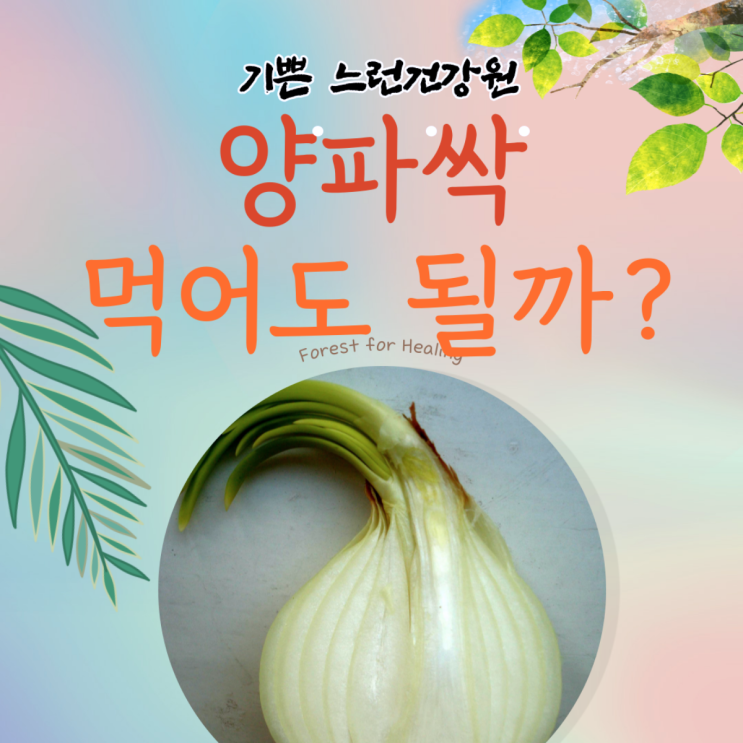  양파싹 먹어도 될까요? 독이 있을까요?