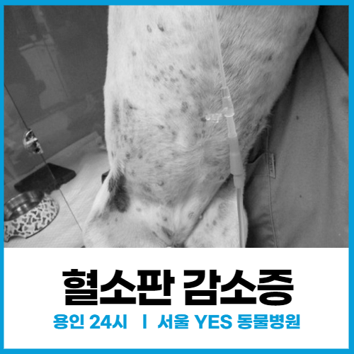  [혈액내과] 용인 분당 24시, 강아지 출혈반점 생기고 혈소판감소증 의심될때(흑색변 동반)