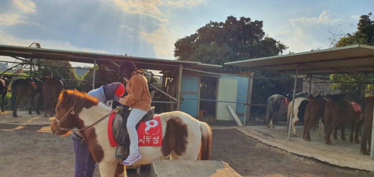  [제주도/성산] 쇠와꽃 승마장/ 아이가 정말 즐거워했던 내돈내산 제주도승마체험