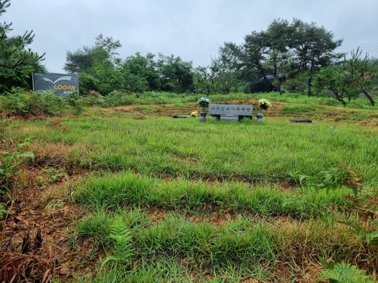  산소 잔디 잘 자라고 있어요