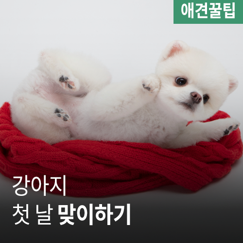  [애견꿀팁] 강아지 입양 첫 날 맞이하기
