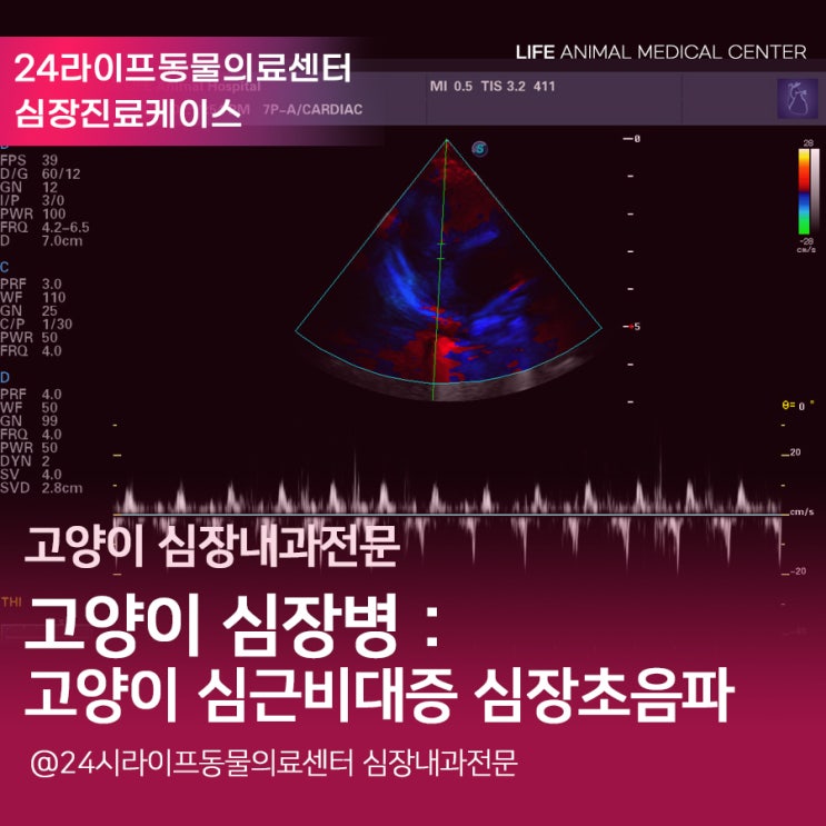 대구고양이심장동물병원 : 고양이 심근비대증 고양이 심장초음파 잘 보는 동물병원