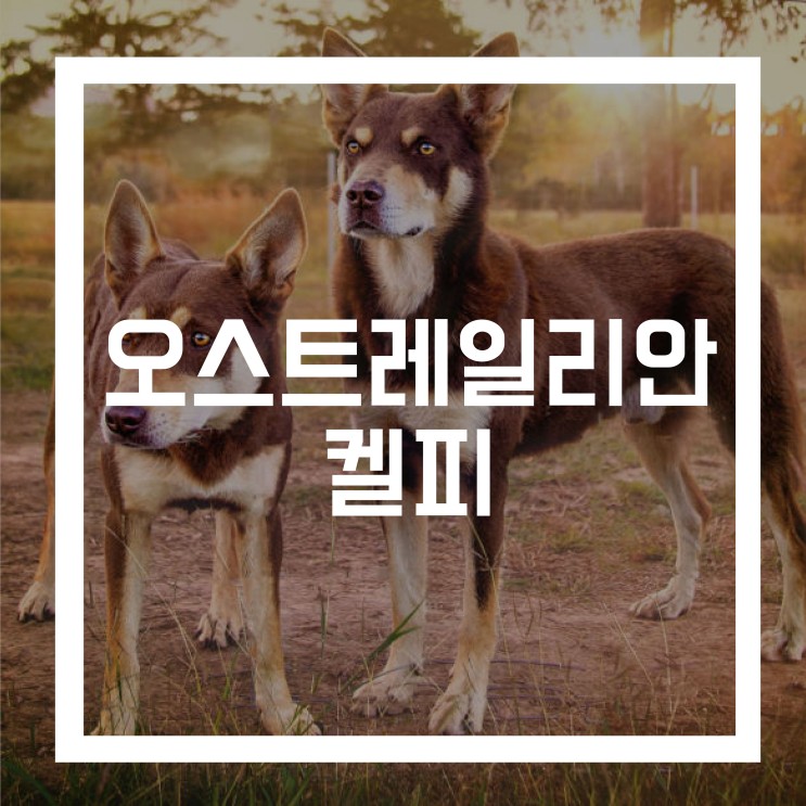 [허딩그룹] 강아지 종류 - 오스트레일리안 켈피