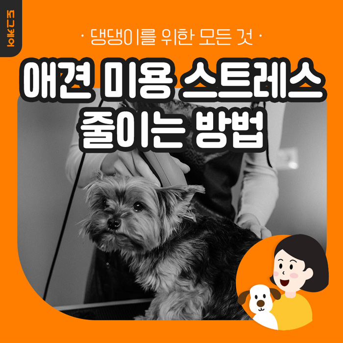  강아지 미용 스트레스 줄이는 방법 안내 도그케어
