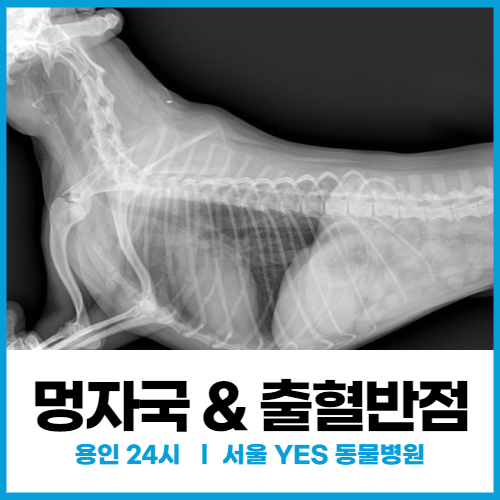  [혈액내과] 강아지 하마종, 혈소판감소증으로 인한 멍자국과 출혈반점 보일 때 (24시서울예스동물병원)