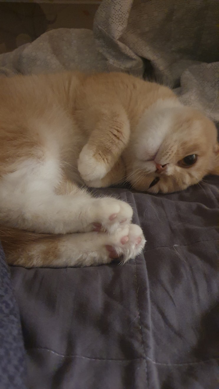  우리집 고양이 브리티쉬숏헤어 마리