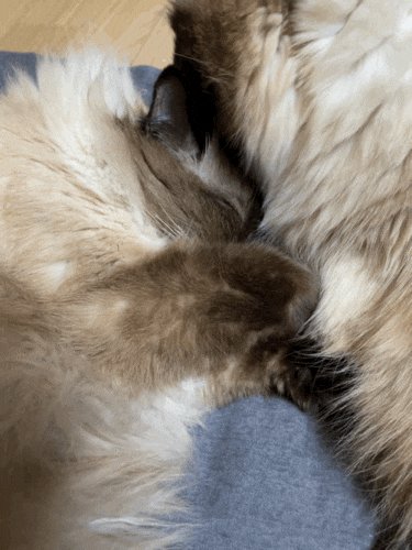  21/12/30 롱롱이 & 숑숑이 정기검진, #신부전고양이 #고양이검진