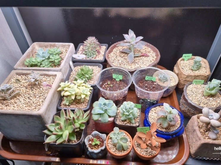  다육이 화분 종류별 선택하는 방법 (초미니 화분, 토분, 플라스틱 화분, 시멘트 화분, 유약분)