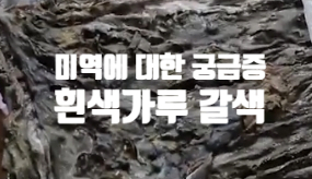  미역에 대한 궁금증 흰색가루 갈색 (ft. 제대로 먹는 법 불린 물과 함께 볶지 말고 끓이세요)