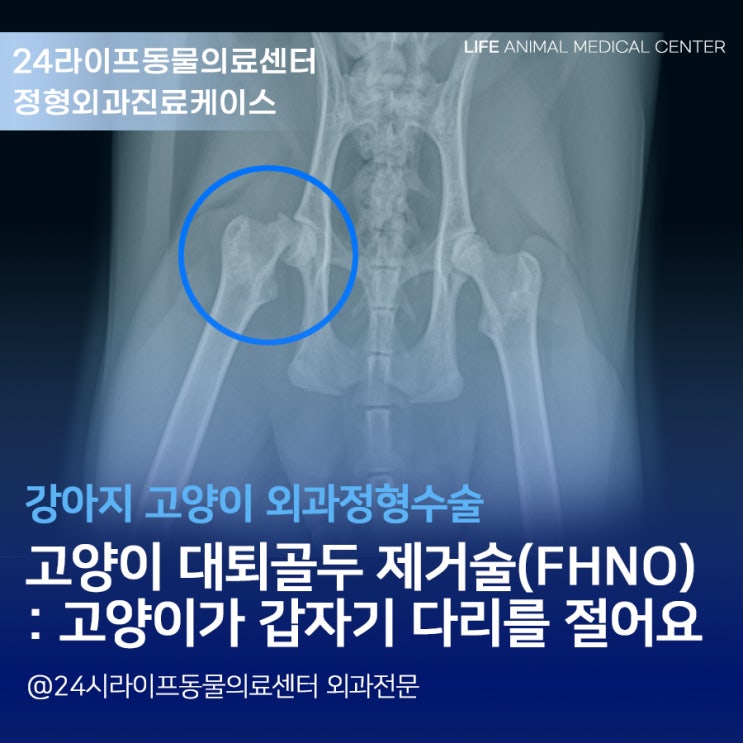 고양이가 갑자기 다리를 절어요 / 고양이 다리저는 이유 : 대구고양이동물병원 24시라이프동물의료센터 고양이 대퇴골두 절단수술 케이스