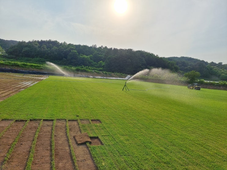  왕초보도 잔디 심기 쉬운 평잔디