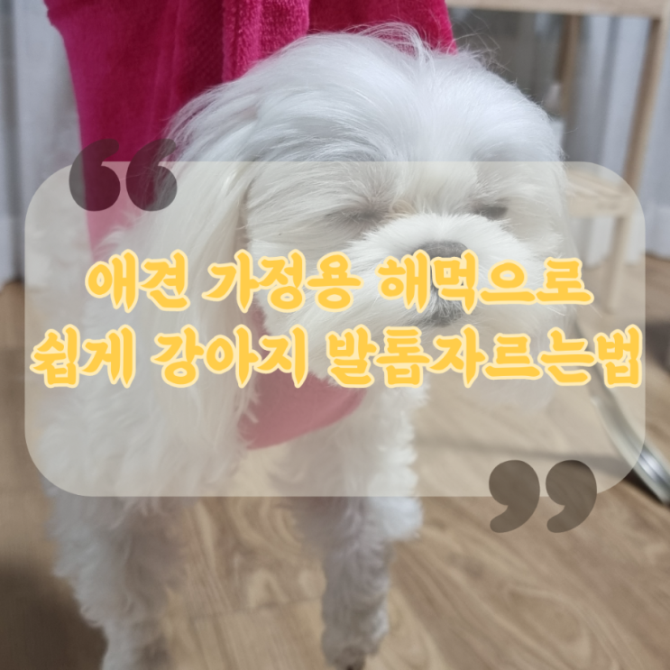  애견 가정용 해먹 미용대로 쉽게 강아지 발톱자르는법