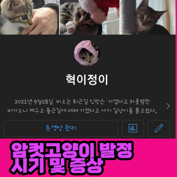 암컷 고양이 발정기 시기 와 증상 & 기간 그리고 중성화시기