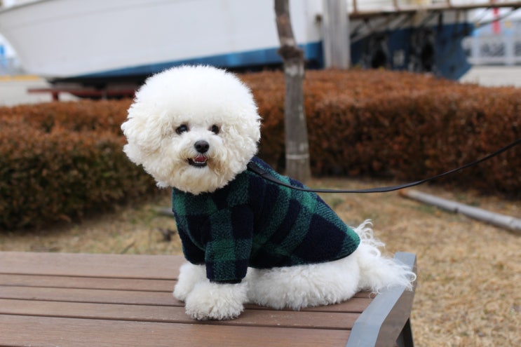  순소(soonso) 강아지후리스는 체크후리스집업 입고 산책해요