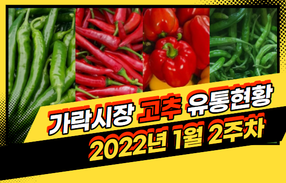  [경매사 주간보고] 2022년 1월 2주차 고추 유통현황
