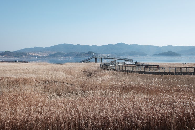  낭만적인 갈대와 산책  서천 신성리갈대밭 충남가볼만한곳